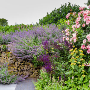 Colorful purple pink garden, with rose and salvia