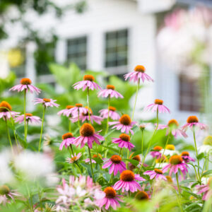 Variety of coneflower in white, purple and pink in a summer backyard garden with sunroom in the background