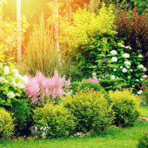 mixed border in summer garden with yellow spirea japonica, pink astilbe, hydrangea. Planting together shrubs and flowers