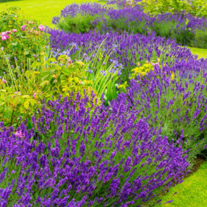 Beautiful, summer garden with lavender and roses